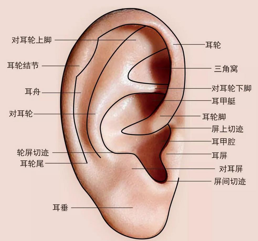 結(jié)合耳廓揉按法、耳穴刺激法、耳灸法三大技法